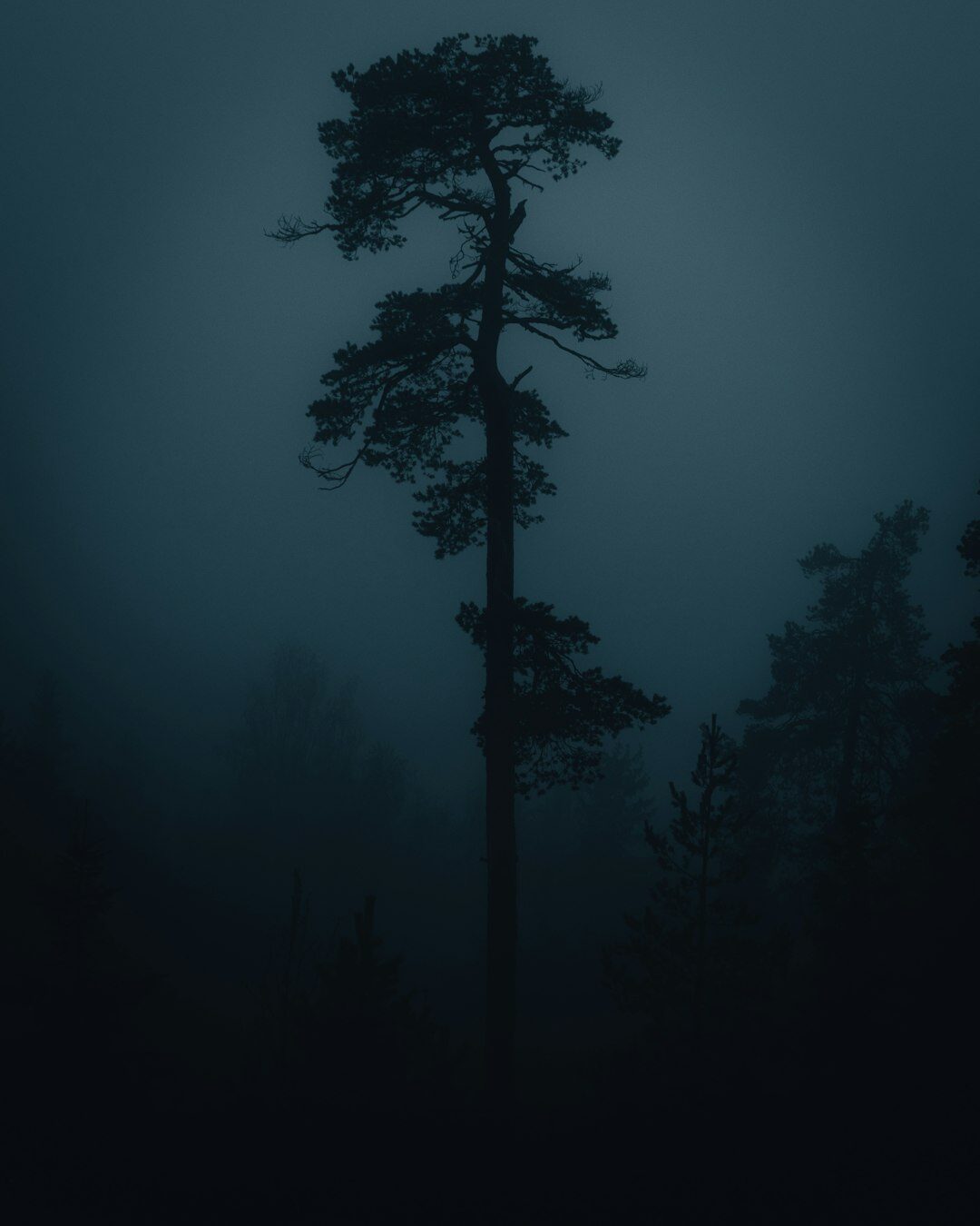 dark foggy forest at night