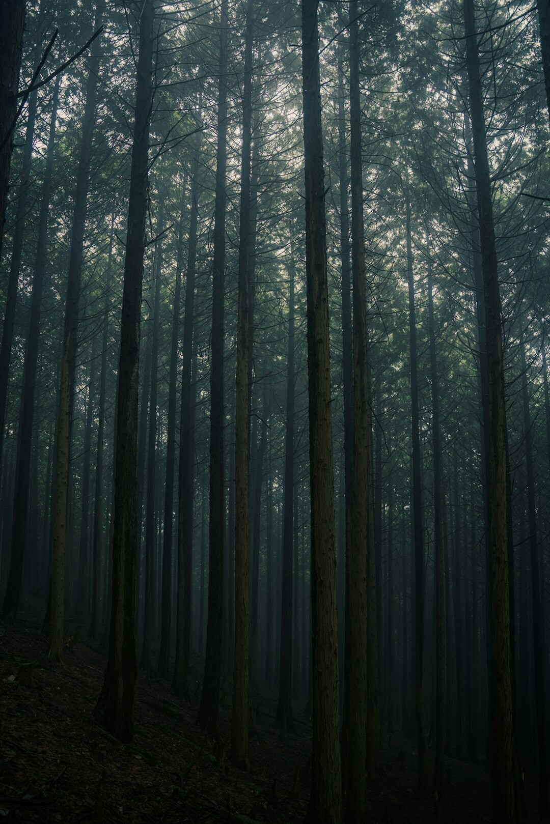 dark foggy forest at night
