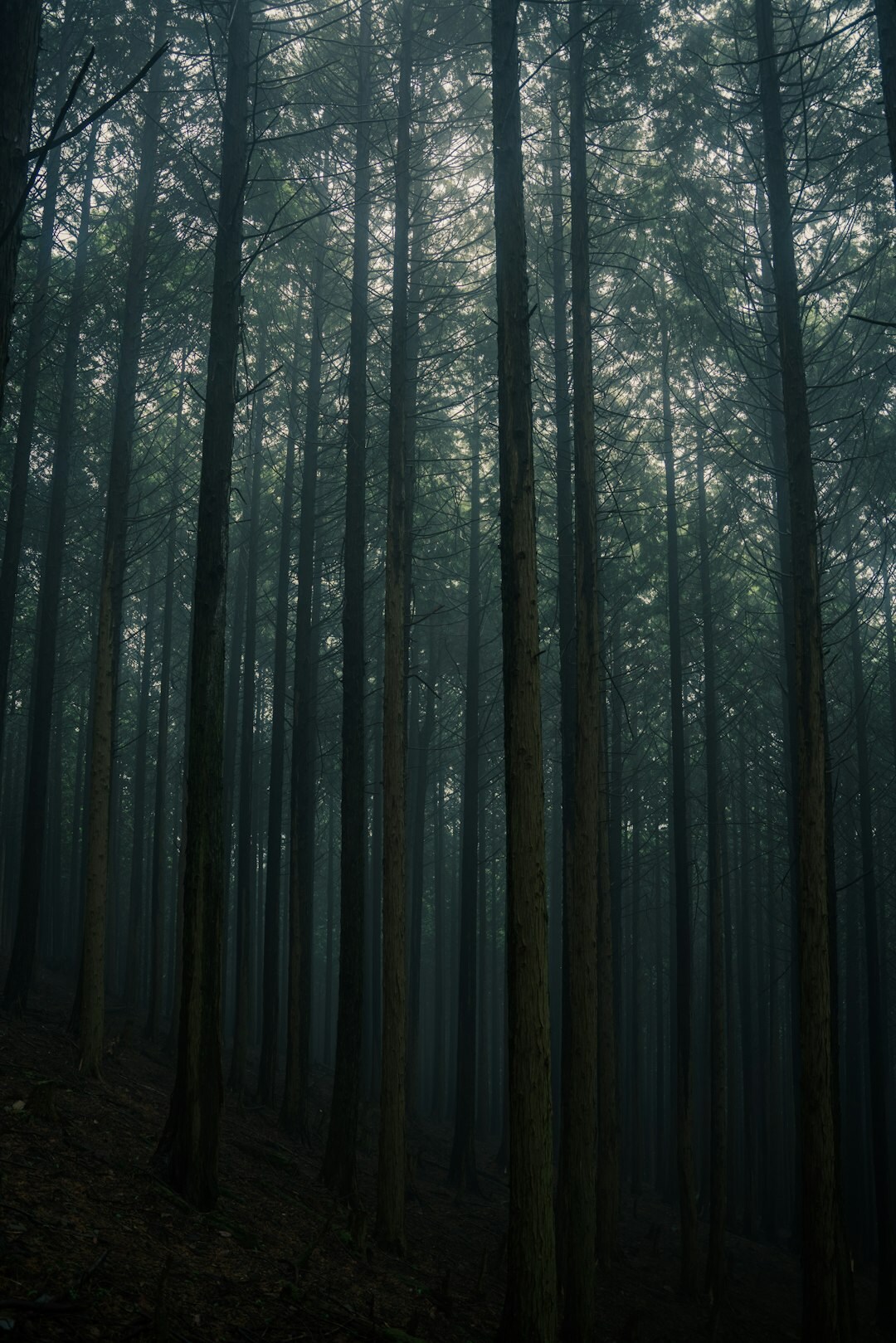 dark foggy forest at night